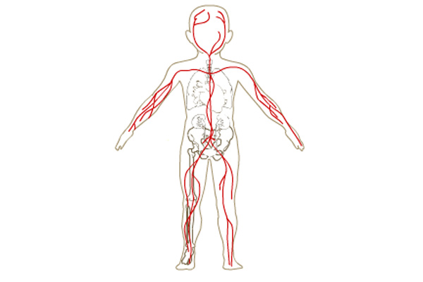 CIRCUIT ARTERIEL