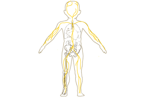 CIRCUIT LYMPHATIQUE